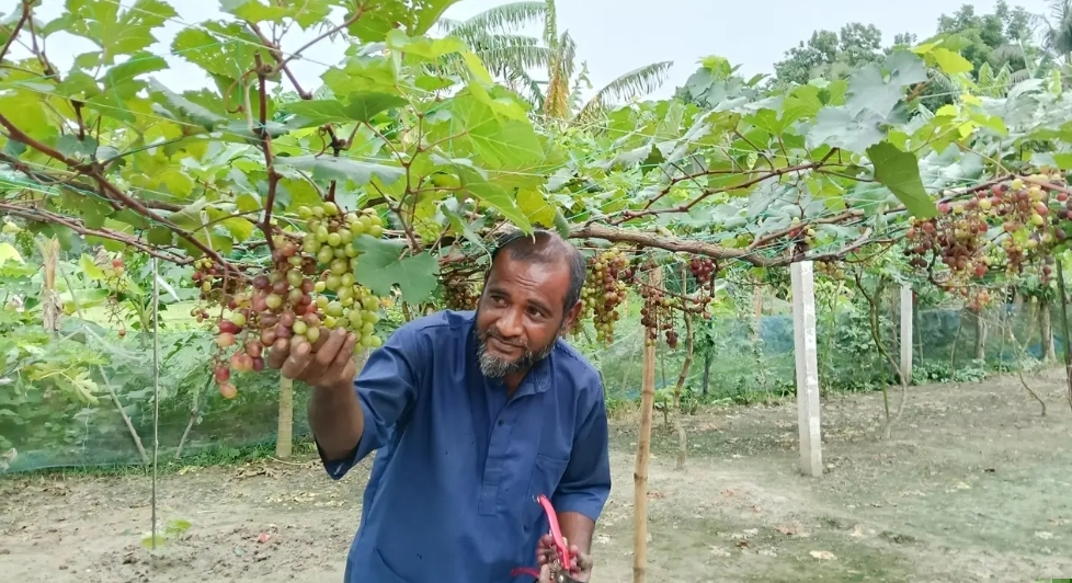 শালিখায় আঙুর চাষে সফল প্রবাসফেরত কৃষক, দেখতে ভিড় করছেন দর্শনার্থীরা